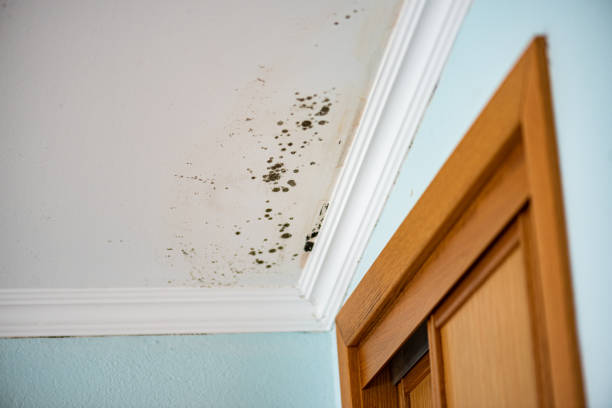 Best Mold Removal Process  in Sturgis, MI