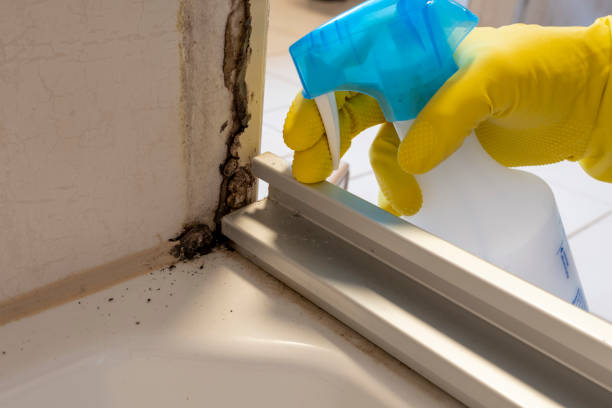 Best Mold Damage Repair  in Sturgis, MI