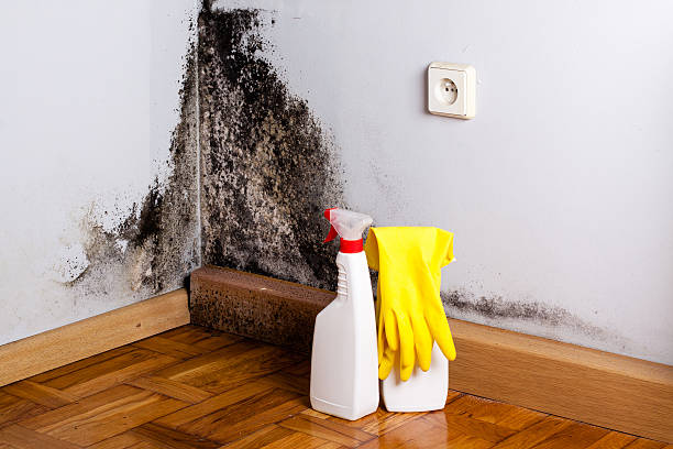 Best Black Mold Removal  in Sturgis, MI