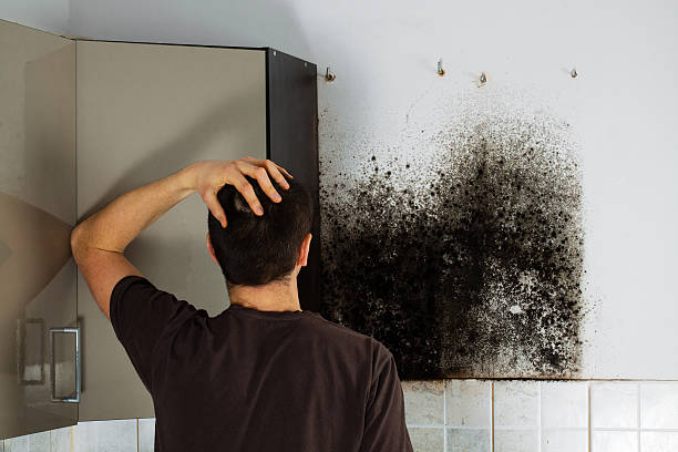 Best Toxic Mold Removal  in Sturgis, MI