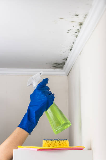 Mold Removal Process in Sturgis, MI